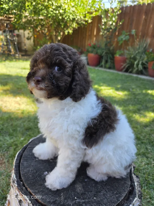 Evie – Poodle - Miniature  puppy for sale in West Sacramento, CA