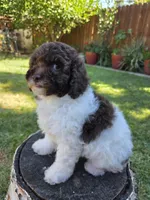 Evie, a female Poodle - Miniature  for sale in West Sacramento, CA – 1 of 6