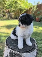 Taffy, a female Poodle - Miniature  for sale in West Sacramento, CA – 3 of 7