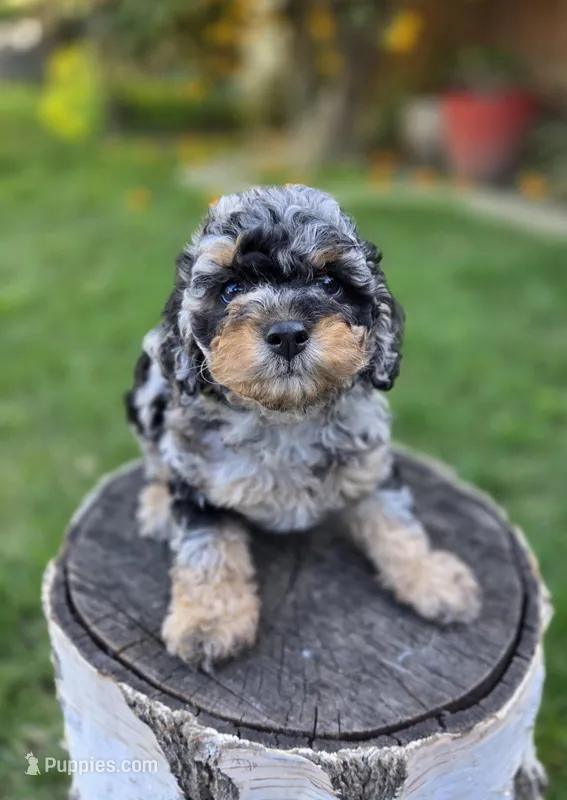 Jasper – Poodle - Miniature  puppy for sale in West Sacramento, CA