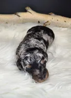 Jasper, a male Poodle - Miniature  for sale in West Sacramento, CA – Photo 3 of 6