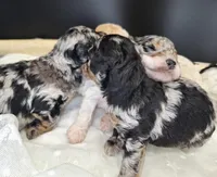 Jasper, a male Poodle - Miniature  for sale in West Sacramento, CA – Photo 4 of 6