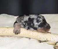 Jasper, a male Poodle - Miniature  for sale in West Sacramento, CA – Photo 2 of 6