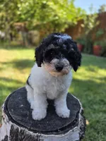 Taffy, a female Poodle - Miniature  for sale in West Sacramento, CA – 4 of 7