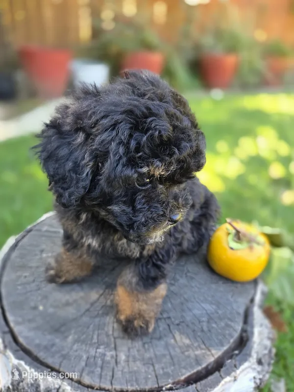 Shadow  – Poodle - Toy  puppy for sale in West Sacramento, CA