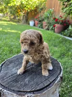 Maple, a female Poodle - Toy  for sale in West Sacramento, CA – 4 of 9