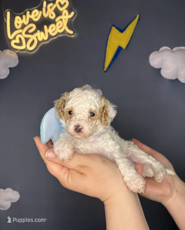 Sky – Poodle - Toy  puppy for sale in West Sacramento, CA