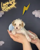 Sky, a female Poodle - Toy  for sale in West Sacramento, CA – 1 of 6