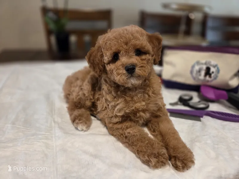 Maple – Poodle - Toy , Poodle - Miniature  puppy for sale in West Sacramento, CA