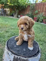 Lolly, a female Poodle - Miniature  for sale in West Sacramento, CA – 5 of 10