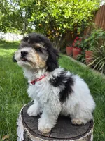 Remy, a male Poodle - Miniature  for sale in West Sacramento, CA – 4 of 10