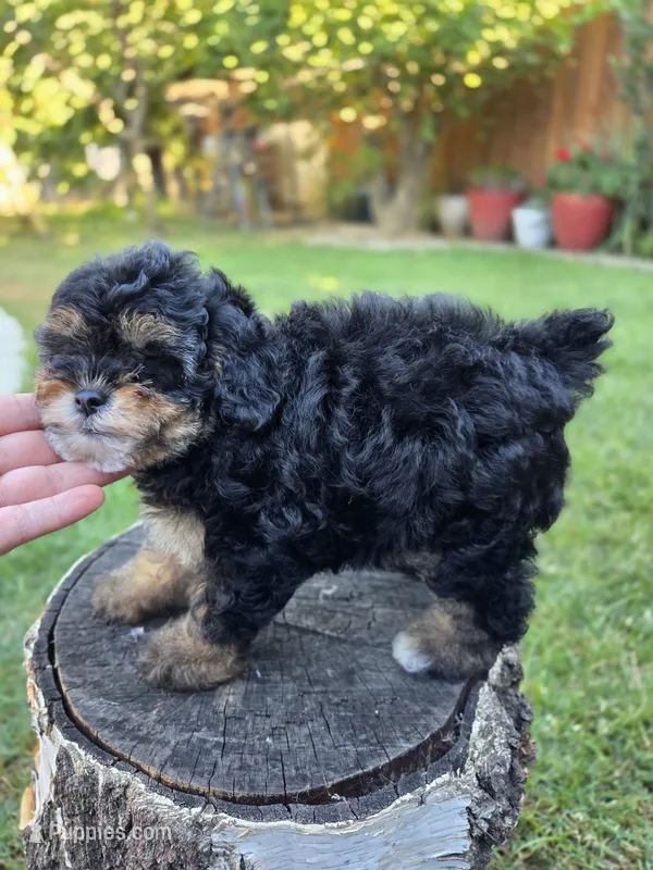 Truffle – Poodle - Toy , Poodle - Miniature  puppy for sale in West Sacramento, CA