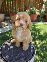 Honey, a female Poodle - Miniature  for sale in West Sacramento, CA – 5 of 8
