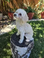 Teo, a male Poodle - Toy  for sale in West Sacramento, CA – 5 of 5
