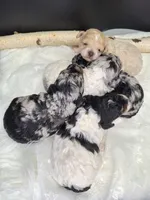 Luna, a female Poodle - Miniature  for sale in West Sacramento, CA – Photo 3 of 4