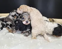 Luna, a female Poodle - Miniature  for sale in West Sacramento, CA – Photo 2 of 4