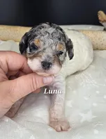 Luna, a female Poodle - Miniature  for sale in West Sacramento, CA – Photo 1 of 4