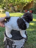 Evie, a female Poodle - Miniature  for sale in West Sacramento, CA – 6 of 6