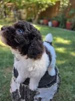 Evie, a female Poodle - Miniature  for sale in West Sacramento, CA – 3 of 6
