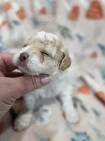 Sugar, a female Poodle - Toy  for sale in West Sacramento, CA – 5 of 5