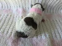 Willow, a female Poodle - Toy  for sale in West Sacramento, CA – Photo 2 of 4