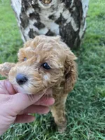Maple, a female Poodle - Toy  for sale in West Sacramento, CA – 9 of 9