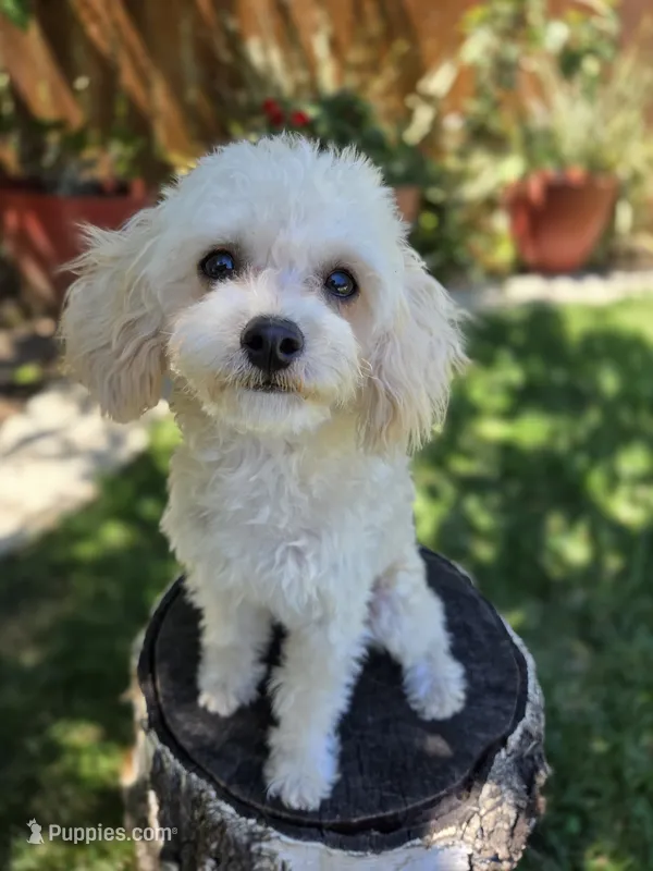 Teo – Poodle - Toy  puppy for sale in West Sacramento, CA