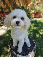 Teo, a male Poodle - Toy  for sale in West Sacramento, CA – 1 of 5