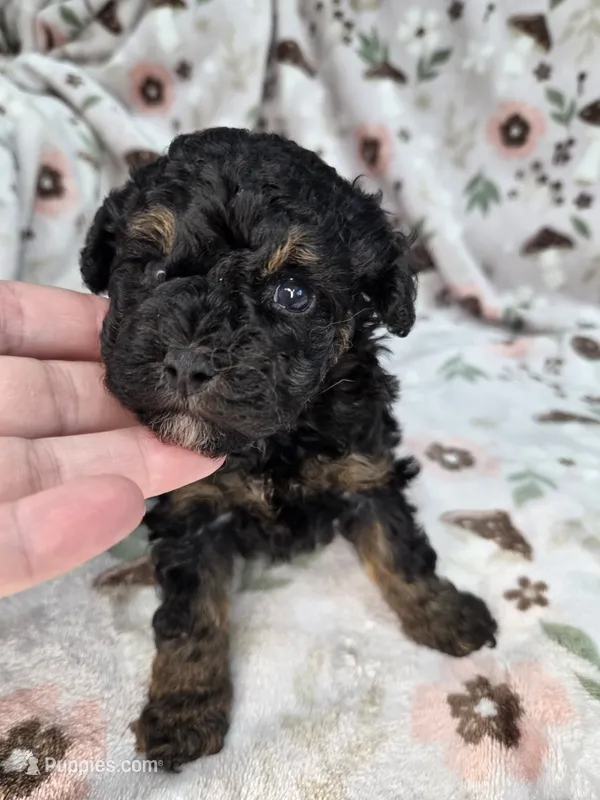 Shadow  – Poodle - Toy  puppy for sale in West Sacramento, CA