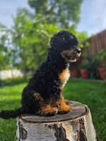 Millie, a female Poodle - Miniature  for sale in West Sacramento, CA – Photo 3 of 4