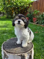 Remy, a male Poodle - Miniature  for sale in West Sacramento, CA – Photo 5 of 7