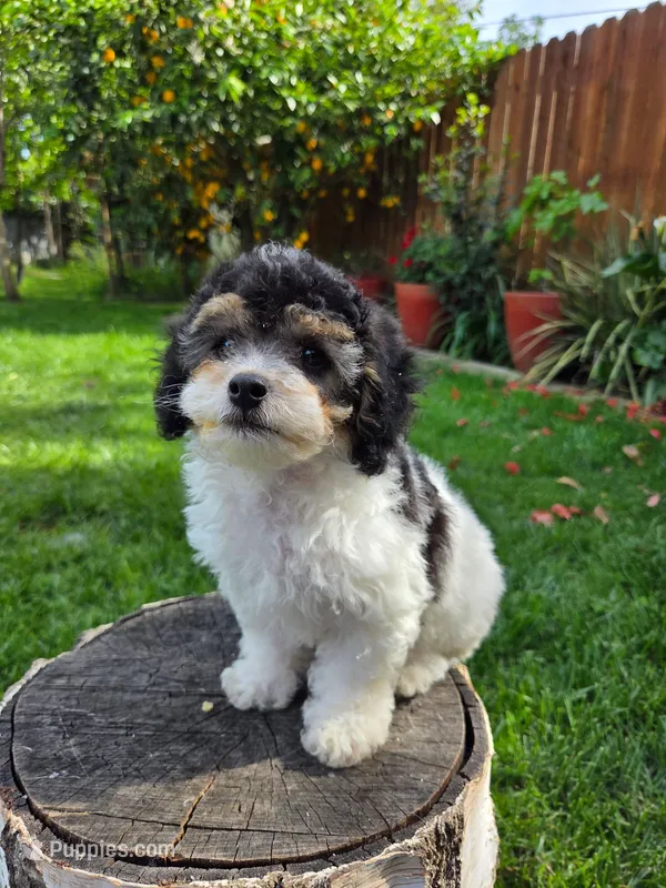 Remy, a male Poodle - Miniature  for sale in West Sacramento, CA – Photo 1 of 7