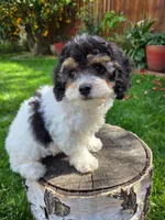 Remy, a male Poodle - Miniature  for sale in West Sacramento, CA – Photo 3 of 7