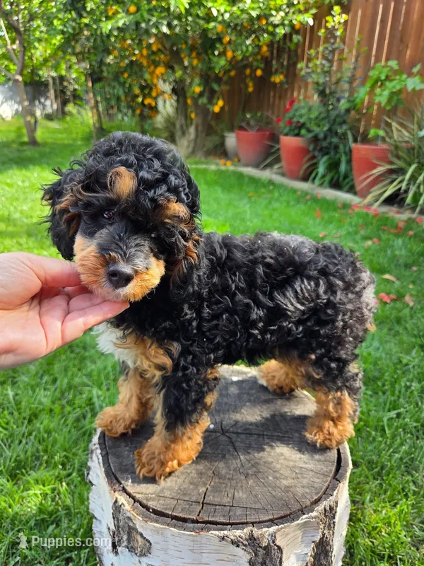 Millie, a female Poodle - Miniature  for sale in West Sacramento, CA – Photo 1 of 4