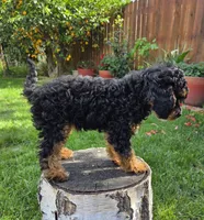 Millie, a female Poodle - Miniature  for sale in West Sacramento, CA – Photo 4 of 4