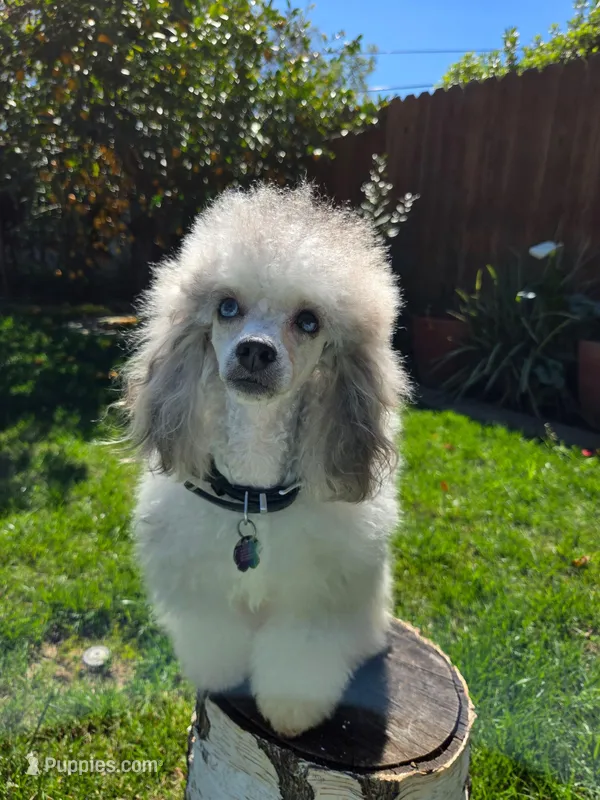 Colorful phantom babies, a  Poodle - Toy  and Poodle - Miniature  for sale in West Sacramento, CA – Photo 1 of 3