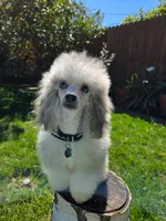 Colorful phantom babies, a  Poodle - Toy  and Poodle - Miniature  for sale in West Sacramento, CA – Photo 1 of 3