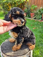 Millie, a female Poodle - Miniature  for sale in West Sacramento, CA – Photo 2 of 4