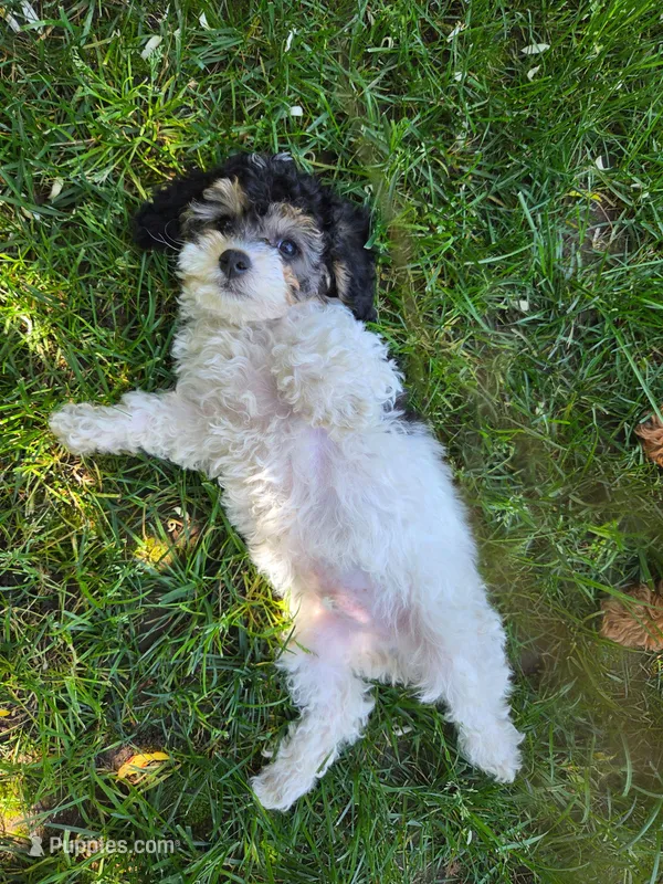 Remy – Poodle - Miniature  puppy for sale in West Sacramento, CA