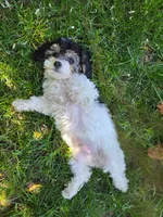 Remy, a male Poodle - Miniature  for sale in West Sacramento, CA – Photo 7 of 7