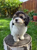 Remy, a male Poodle - Miniature  for sale in West Sacramento, CA – Photo 2 of 7
