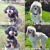 Colorful phantom babies, a  Poodle - Toy  and Poodle - Miniature  for sale in West Sacramento, CA – Photo 3 of 3