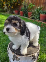 Remy, a male Poodle - Miniature  for sale in West Sacramento, CA – Photo 4 of 7