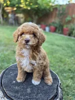 Lolly, a female Poodle - Miniature  for sale in West Sacramento, CA – 2 of 10
