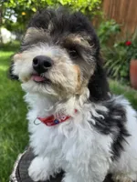 Remy, a male Poodle - Miniature  for sale in West Sacramento, CA – 10 of 10
