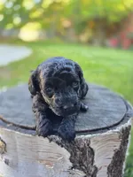 Olive, a female Poodle - Toy  for sale in West Sacramento, CA – 2 of 5