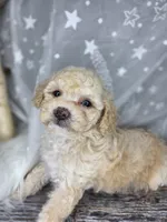 Mochi, a female Poodle - Toy  and Poodle - Miniature  for sale in West Sacramento, CA – 4 of 8