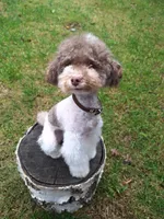 Sky, a female Poodle - Toy  for sale in West Sacramento, CA – 4 of 6