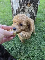 Maple, a female Poodle - Toy  for sale in West Sacramento, CA – 8 of 9