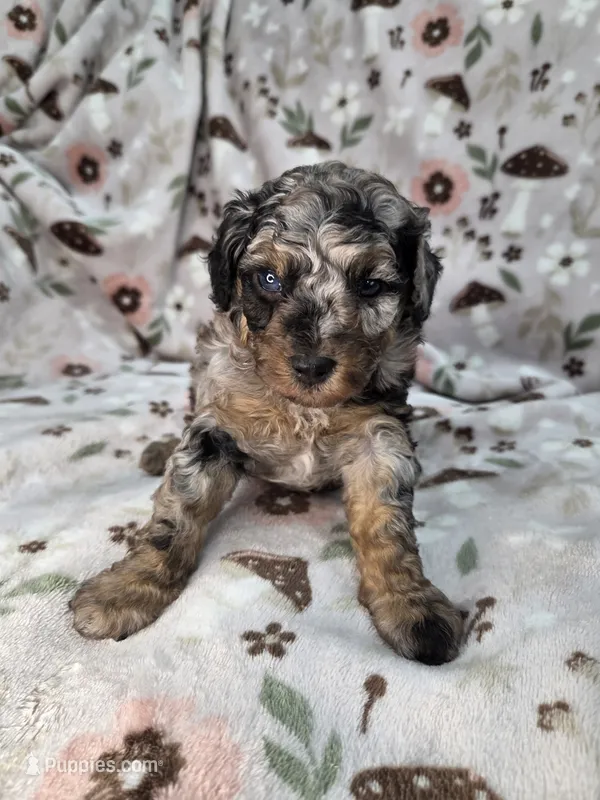 Dusty  – Poodle - Miniature  puppy for sale in West Sacramento, CA